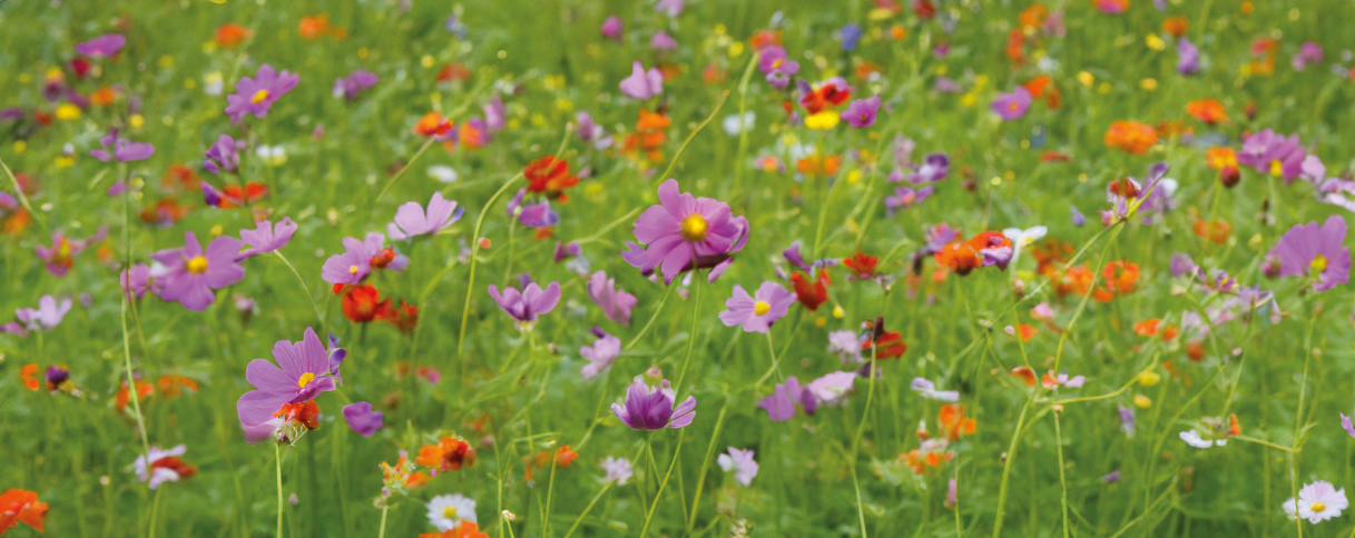 Eine hellgrüne Wiese mit verschiedenen Sommerblumen in rot, violett und orange.