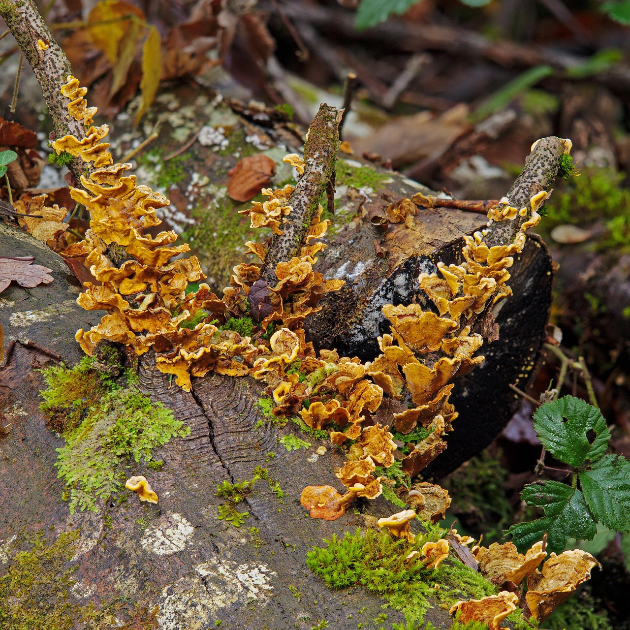 Toter Holzstamm, auf dem Pilze und Moos wachsen.