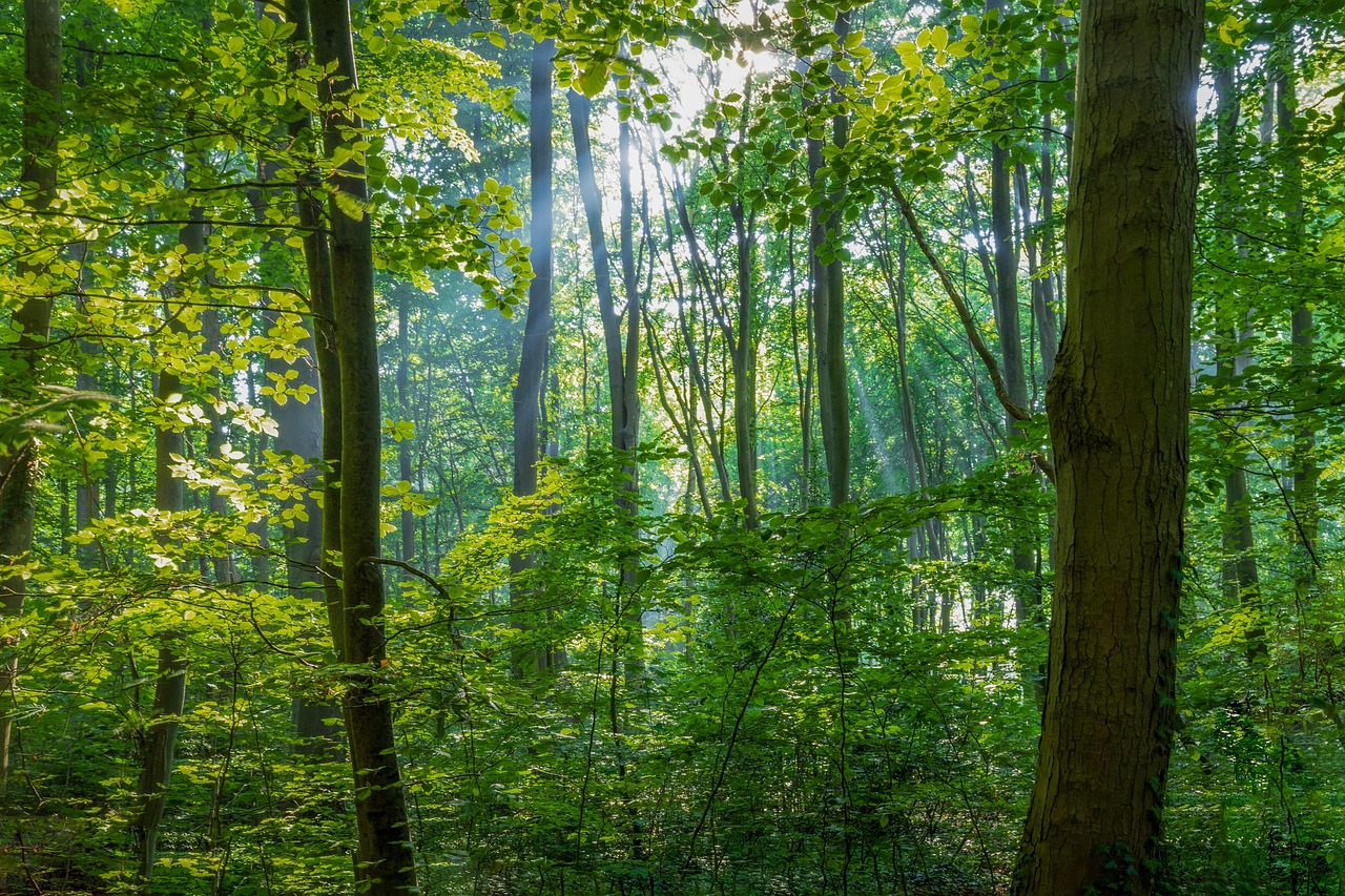 Ein wild gewachsener Wald mit Sträuchern und Bäumen.
