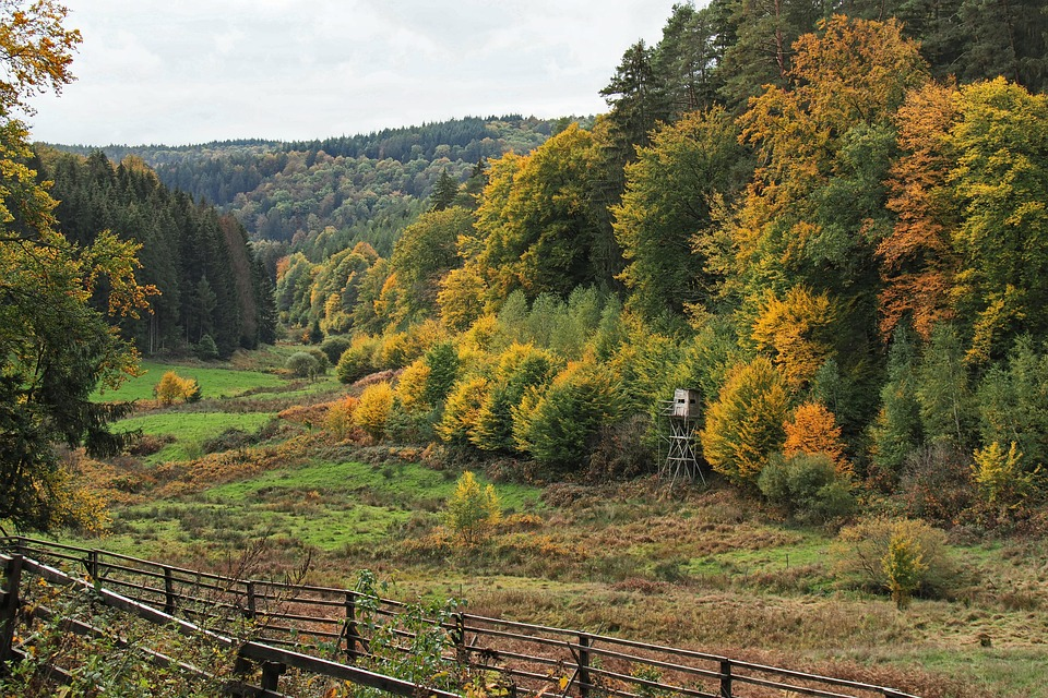 Ein Wald mit verschiedenen Baumarten. Darunter Nadelbäume und Laubbäume.