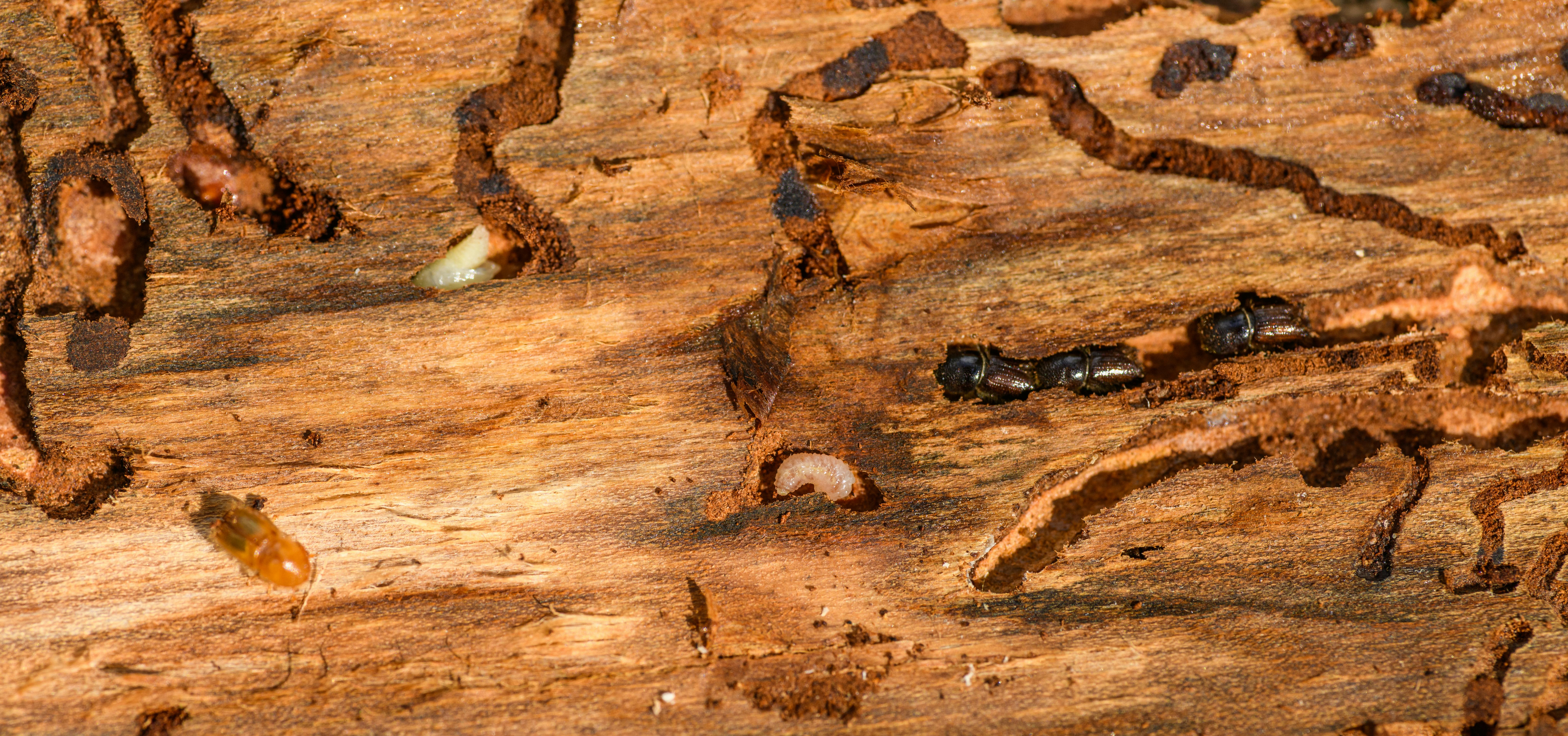 Holzstamm, in dem Borkenkäfer und Larven von Borkenkäfern leben.