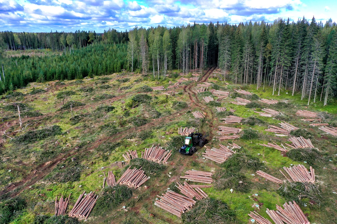 Im Vordergrund ist ein abgeholztes Stück Wald. Auf dem Boden liegen Buamstämme. Im Hintergrund sieht man Bäume.