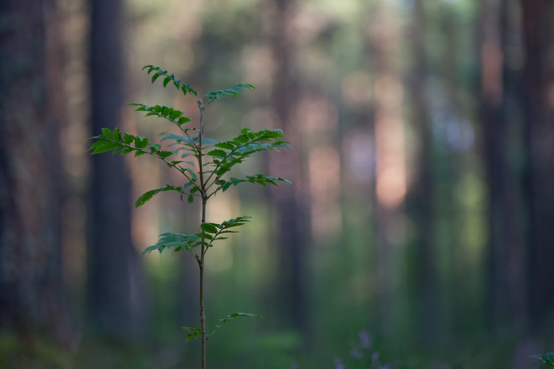 Ein kleiner, junger Baum. Im hintergrund sieht man große, alte Bäume.
