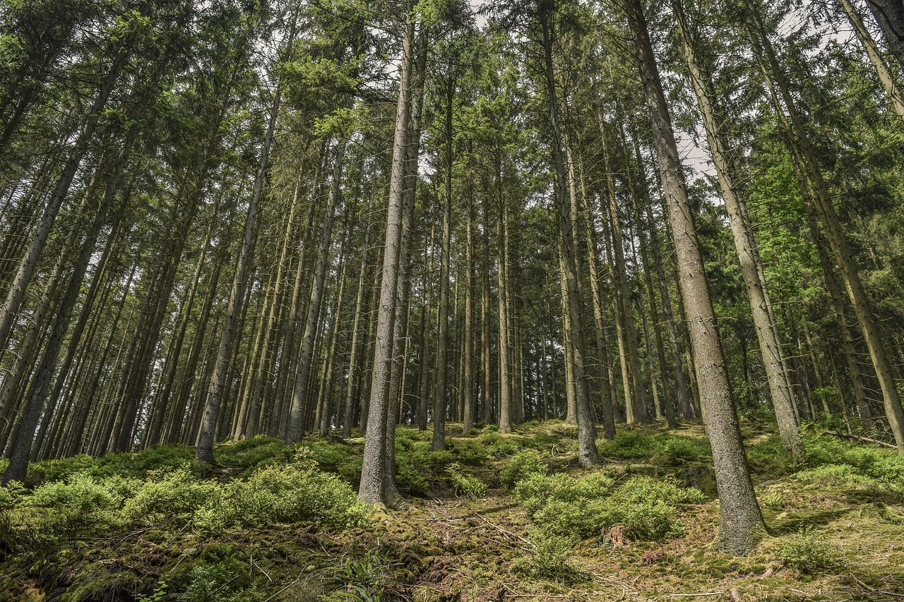 Wald mit hoch gewachsenen Fichten.